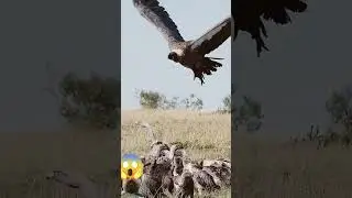 #birds #hunting #nature #bird #eagleattack #animals #wildlife #subscribe #shortvideo #harehunting