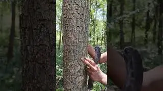 Red sandal wood||ఎఱ్ఱ చందనం