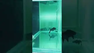 Monster fish tank . iridescent sharks  #phonk #music #anime #song #shark #fishaquarium