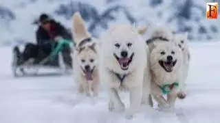 Sled dog genetic history sheds light on human migration patterns into Greenland