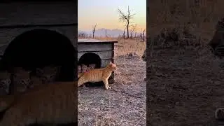 😰Can a Brave Mother Cat Defend Her Kittens Against a Wild Leopard?What Happened Next Will Shock You!