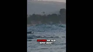 Fascinating ideas about Dolphins!