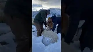 Buried Alive in Snow! Sheep Rescue Mission 🔥 #animalrescue #wildlife#sheeprescue #rescuemission