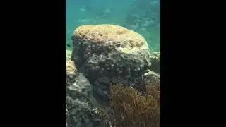 Coralscape #coral #reef #coralscape #underwater #underseaworld
