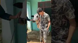Gabru🫀#supporrt #trendingvedio #viralvideo #viralshort#shortvideo  #unfreezaccount #growthaccount