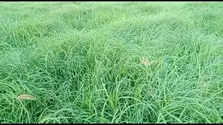 Rhodes grass hay Field | Animal Feed Exporter Pakistan| SAR TRADER INTERNATIONAL