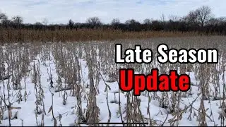 Late Season Food Plot Update - 4+ Acres of Corn, Soybeans & Brassicas