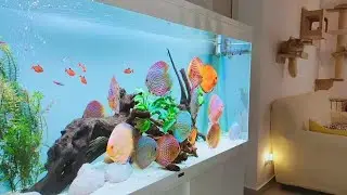 Beautiful Home Aquarium for Discus | Super Clean Freshwater Discus Tank