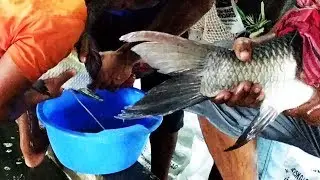 Fish Breeding | Katla Fish Eggs Collection #Fish