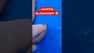 MASSIVE WORM WITH FANGS AND VENOM 🪱 #shorts