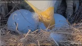 Bieliki, Sauces Bald Eagles  Explore.org - 🥚🥚u Audacity, wieczorem przebite pazurem 2026 02 03