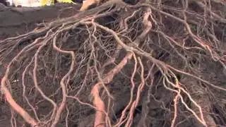 CU-Structural Soil &reg; - 7 Year Excavation Tree Study