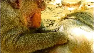 Amazing !! Leyla Female Monkey Have Got Best Grooming From Samsoun Monkey