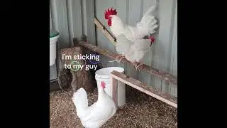 2025 Hawkesbury Show #chicken #backyardchickens #rooster #chickencoop #farm