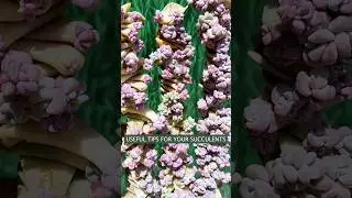 Easy Succulent Care: A Beginner's Handbook for Healthy Plants | 다육이 | 多肉植物