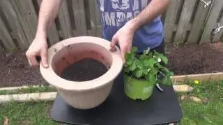 Why you should transfer strawberry plants into a larger pot