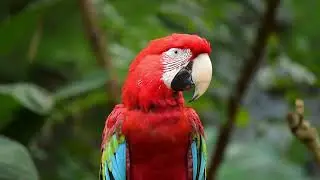 Top Ornithologist Reveals AMAZING Macaw Bird Secrets
