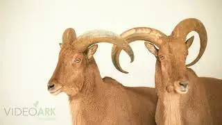 Two male Moroccan Barbary sheep (Ammotragus lervia lervia) at the Rabat Zoo in Rabat, Morocco.