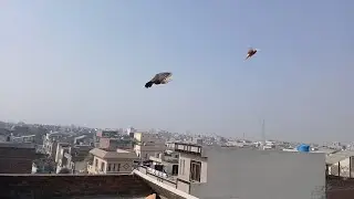 kabutaron ko andar hi Khude Mein Dana Pani Dal Diya🕊️Ateeq AD vlogs🕊️