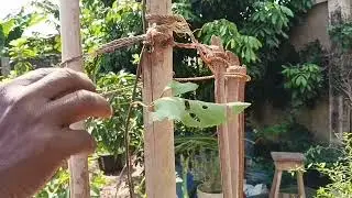 How To Train Passion Fruit Plants To The Top Of Support. How To Grow Passion Fruit Plants 