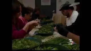 ►Uncertainty between legally smoking pot and driving laws