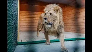 The Story of the Lion of Shiraz