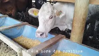 Um pouco da nossa rotina de casa e do confinamento de gado e ovelha 