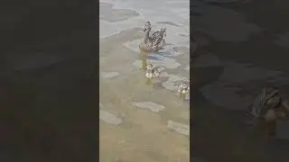 Quacking Good time #ducklings #motherduck #lake #naturelovers #youtubeshort #ducks #shorts #ytshorts