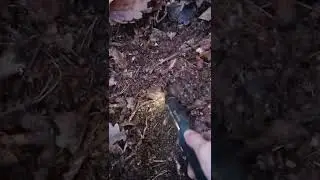 Ammo depot in WW2 forest