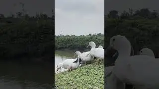 Desi Duck#shorts#duck#tiktok