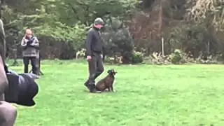 OEB  Bulldogge  IPO  3 Prüfung