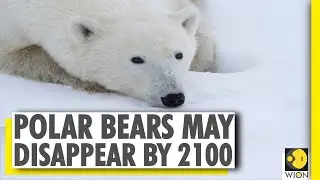 Climate Change is driving Polar Bears towards extinction; May wipe out by 2100