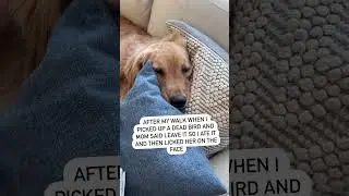 When your Dog Doesn't Listen...