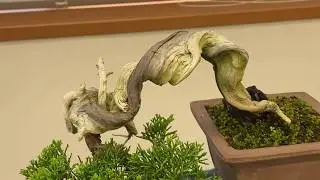 bonsai  盆栽展示会