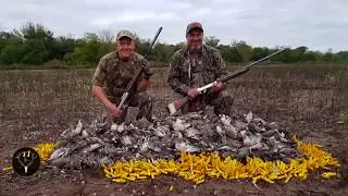 Argentina dove hunting 2018