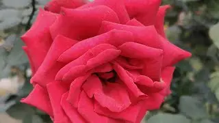 শুভ সন্ধ্যা