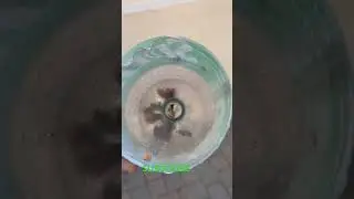Cockroach trap easy to make works great if u try it and it work like and subscribe thanks