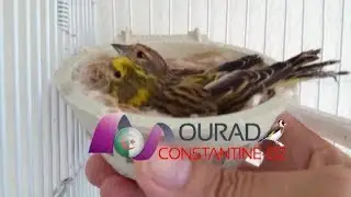 مراد يشرح طر يقة تدريب الطيور تزاوج ذكر السورة مع انثى تفاحي 2018 مراد ملك الحسون