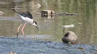 Australian or Black winged Stilt feeding behaviour DSCN8112 2