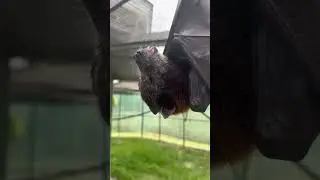 How long do you think the Wendy&rsquo;s drive thru is today #bats #lubeebats #cute