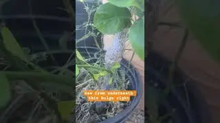 Root stock vs. Fruit stock. #desertplants #garden #pruning #limetree #rootstock #plantcare