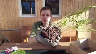 Si svela l'incredibile bellezza delle orchidee Isochilus lineares