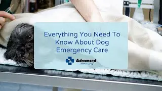 Everything You Need To Know About Dog Emergency Care