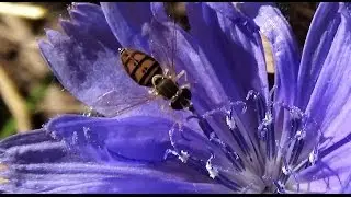 Female Syrphid Fly / Hover Fly nectaring on Chicory (Toxomerus marginatus)