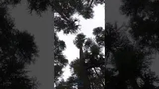 Ushu Forest Kalam in snow fall &mdash;Plz subscribe , like and share
