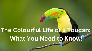 The Colourful Life of a Toucan: What You Need to Know!