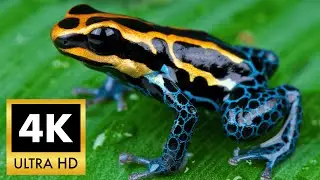 Poison Dart Frog 4K HDR: The Most TOXIC & Colorful Amphibian in the World