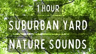 1 Hour Suburban Yard Nature Sounds for Meditation, Napping, & Relaxation