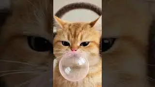 Cool kitty vibes: headphones on, bubble gum strong 😼🎧💗#CoolCat #KittenStyle #BubbleGumMood