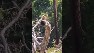 Cả nh&agrave; đi coi bird show 🐦 